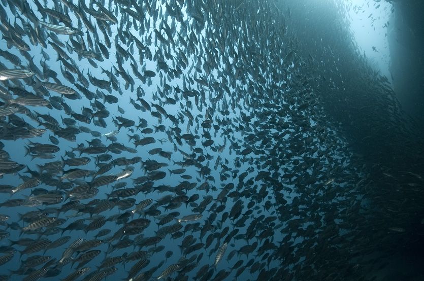 106 fish, Galapagos.jpg